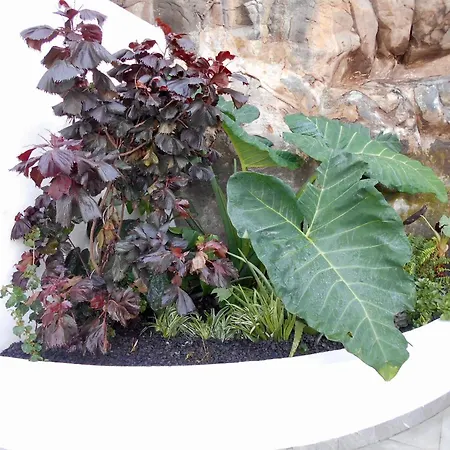 - Rosemary Funchal (Madeira)