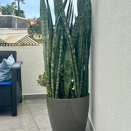 Apartment - Rosemary