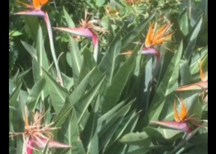 - Rosemary Appartamento *