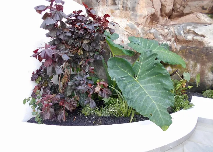 - Rosemary Funchal (Madeira)